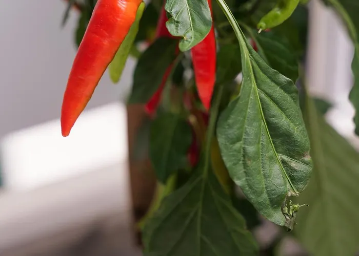 Wohnen Im Zentrum 1 לינדלאר